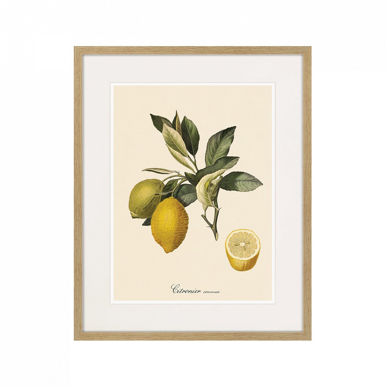Литография на тонированной бумаге 52х42 см Juicy fruit lithography №3, 1870г. КАРТИНЫ В КВАРТИРУ  264434 Бежевый;белый;зеленый;разноцветный  - Вид №1