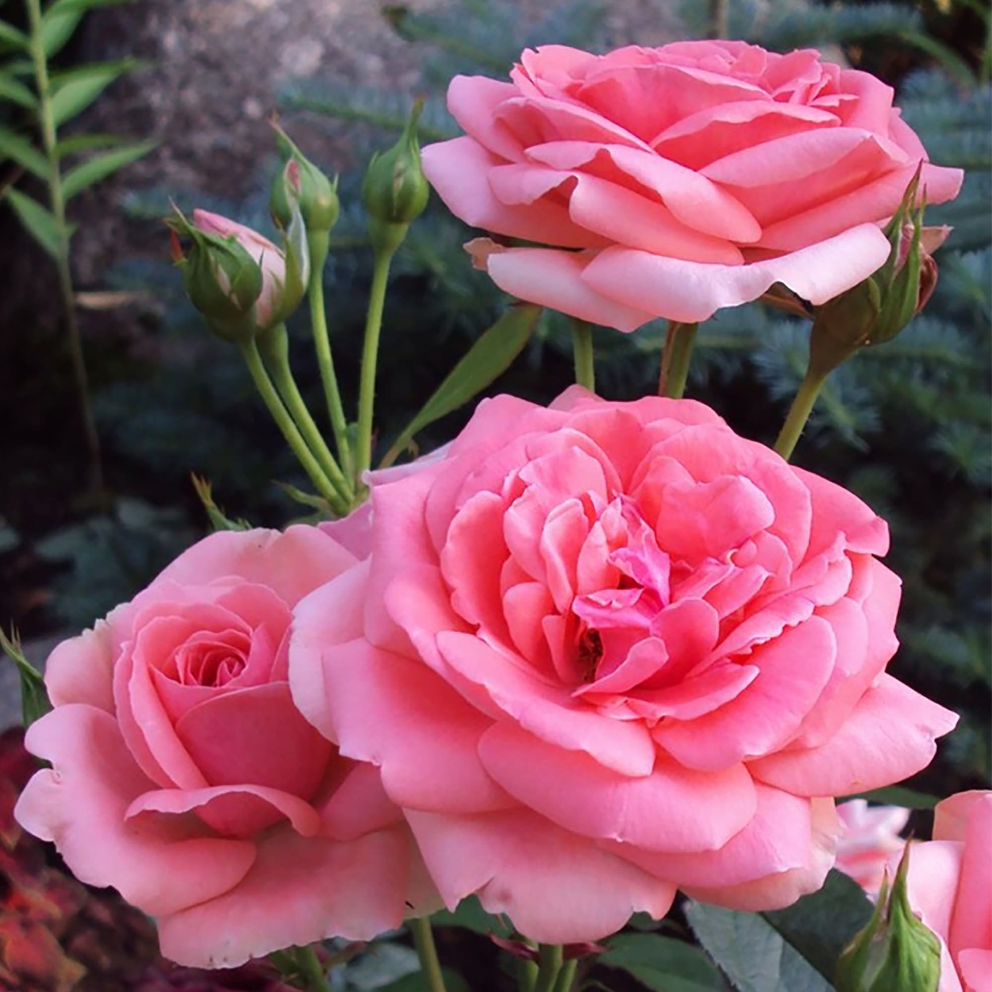 18475004 Роза флорибунда «Кимоно», 3.5 л Santreyd 