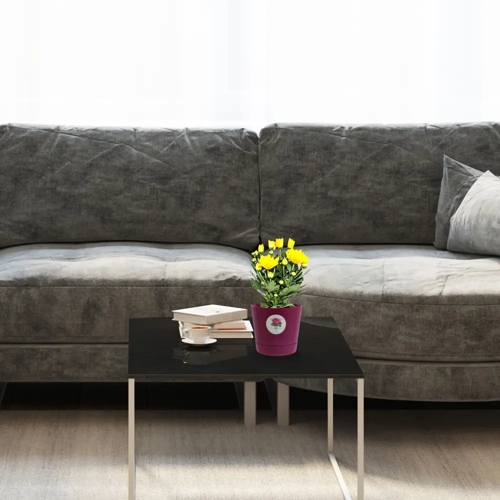 Santreyd Хризантема микс - цветущее настроение в вашем доме 13974234 STLM-0964056 - Вид №2