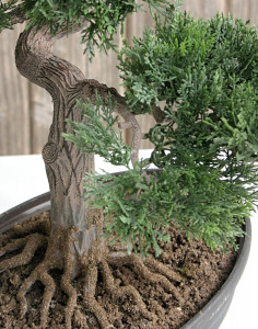 5913 883 a3 Бонсай имитация кедра, горшечная, 40 см, зеленая H-andreas