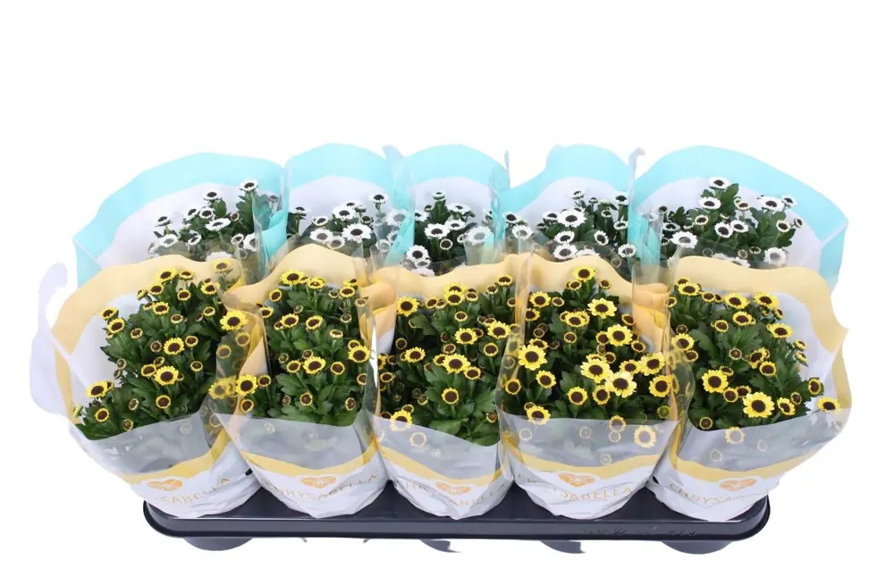 Santreyd Хризантема Инь-Ян - элегантное украшение интерьера 86750228