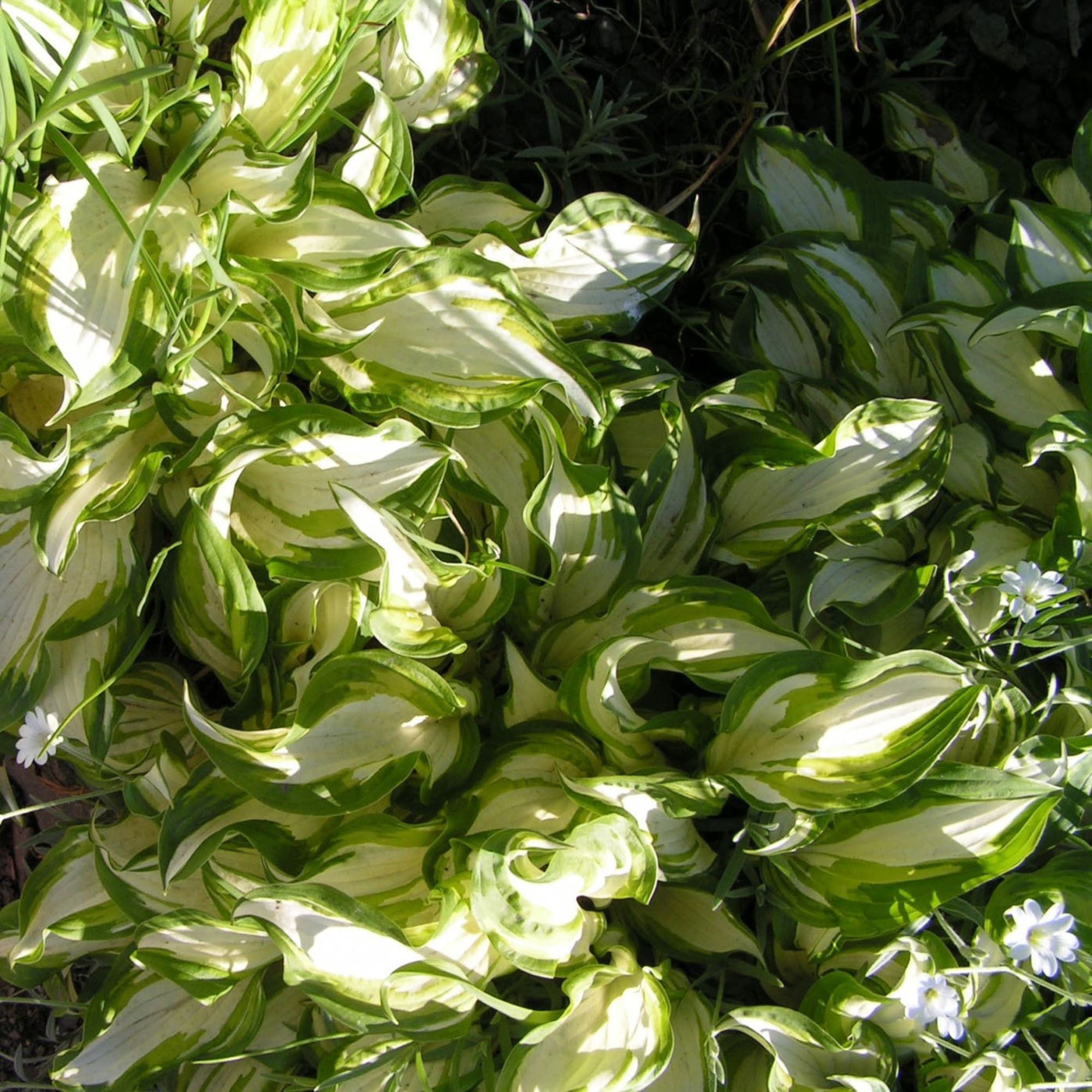 81954856 Хоста волнистая С2 «Медиовариегата» h15 Santreyd  - Вид №3