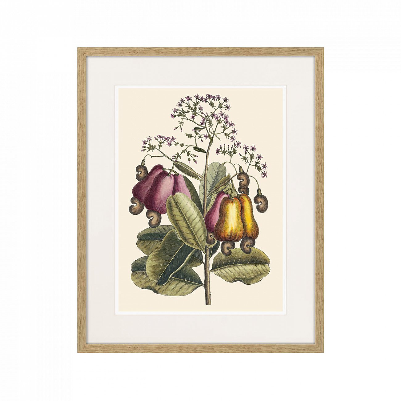 Литография на тонированной бумаге 52х42 см Cashew Tree, 1742г. КАРТИНЫ В КВАРТИРУ  264406 Белый;коричневый;разноцветный  - Вид №1