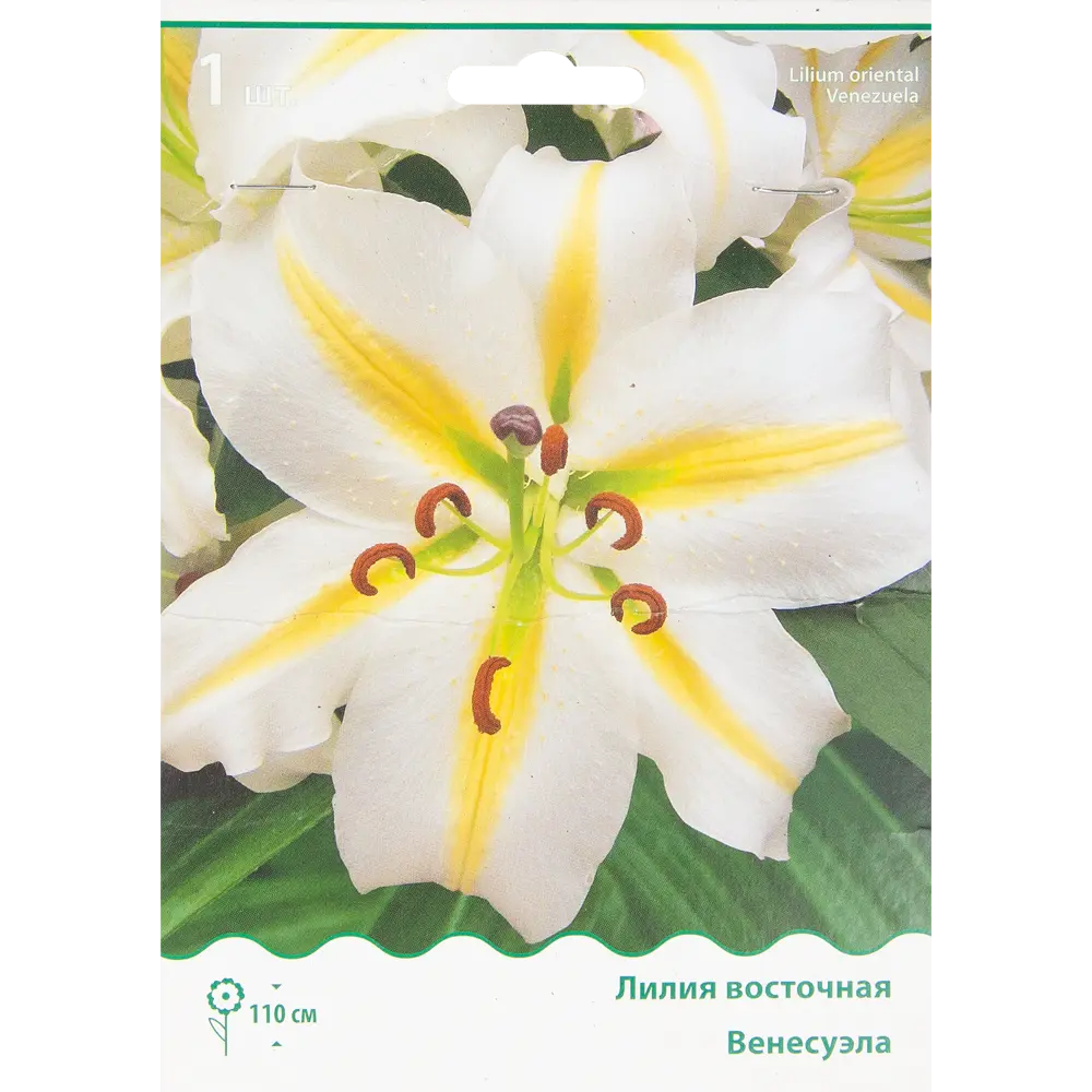 Лилия восточная Венесуэла ПОИСК STLM-2074931