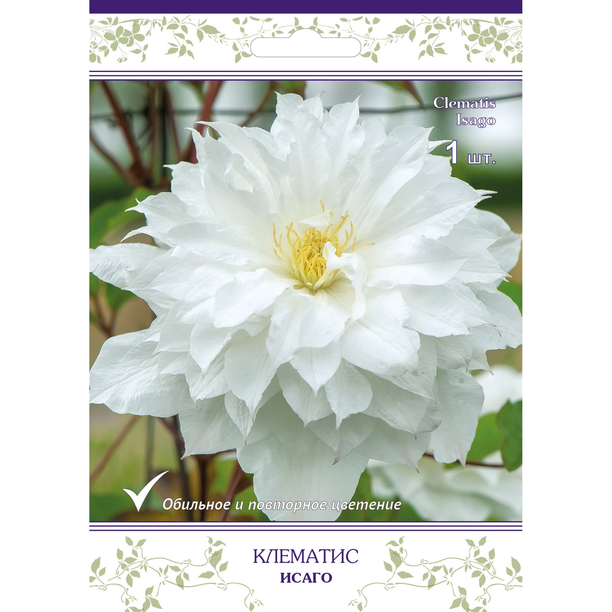 82527542 Клематис крупноцветковый Исаго в капере Santreyd 