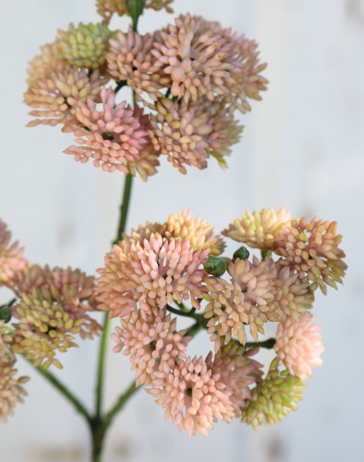 6699 753 a3 Ветка очитка искусственная, 32 см, бежево-абрикосовая H-andreas  - Вид №2