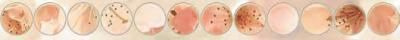 Mold Manzano Бордюр 5x50 Ceradim sun-id-316471
