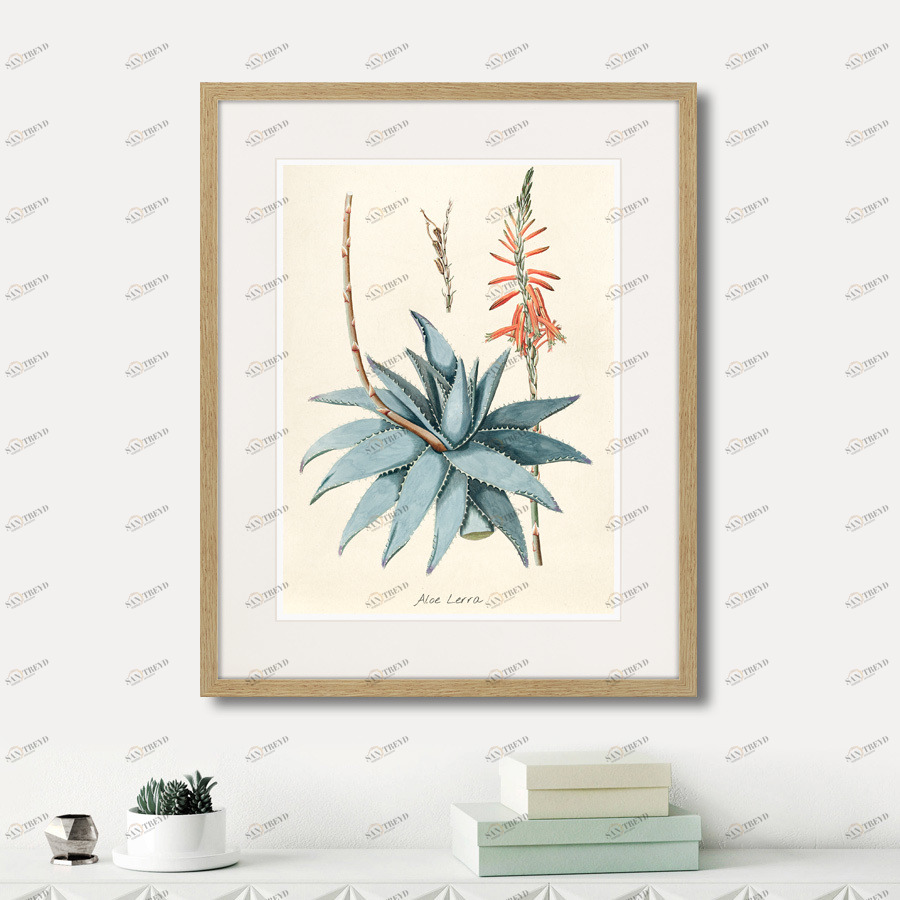 Картина: Fragmenta botanica №7, 1809г. КАРТИНЫ В КВАРТИРУ  264314 Разноцветный 