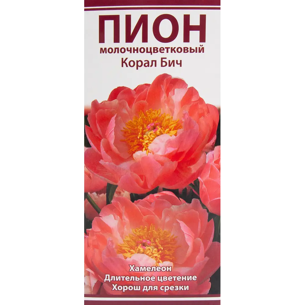 Пион молочноцветковый травянистый Корал Бич ПОИСК STLM-2167219