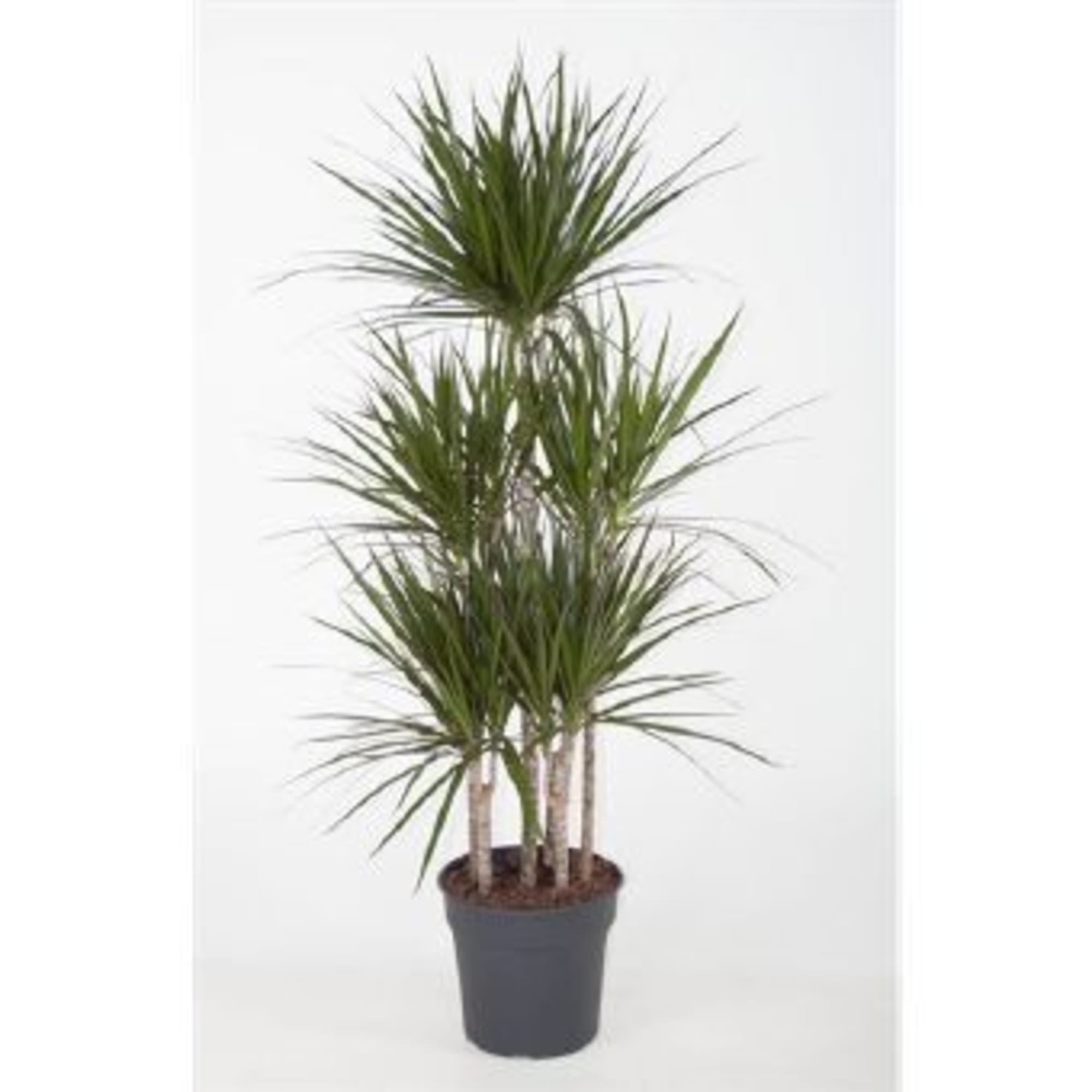 82850314 Драцена Маргината 31х150 см Santreyd 