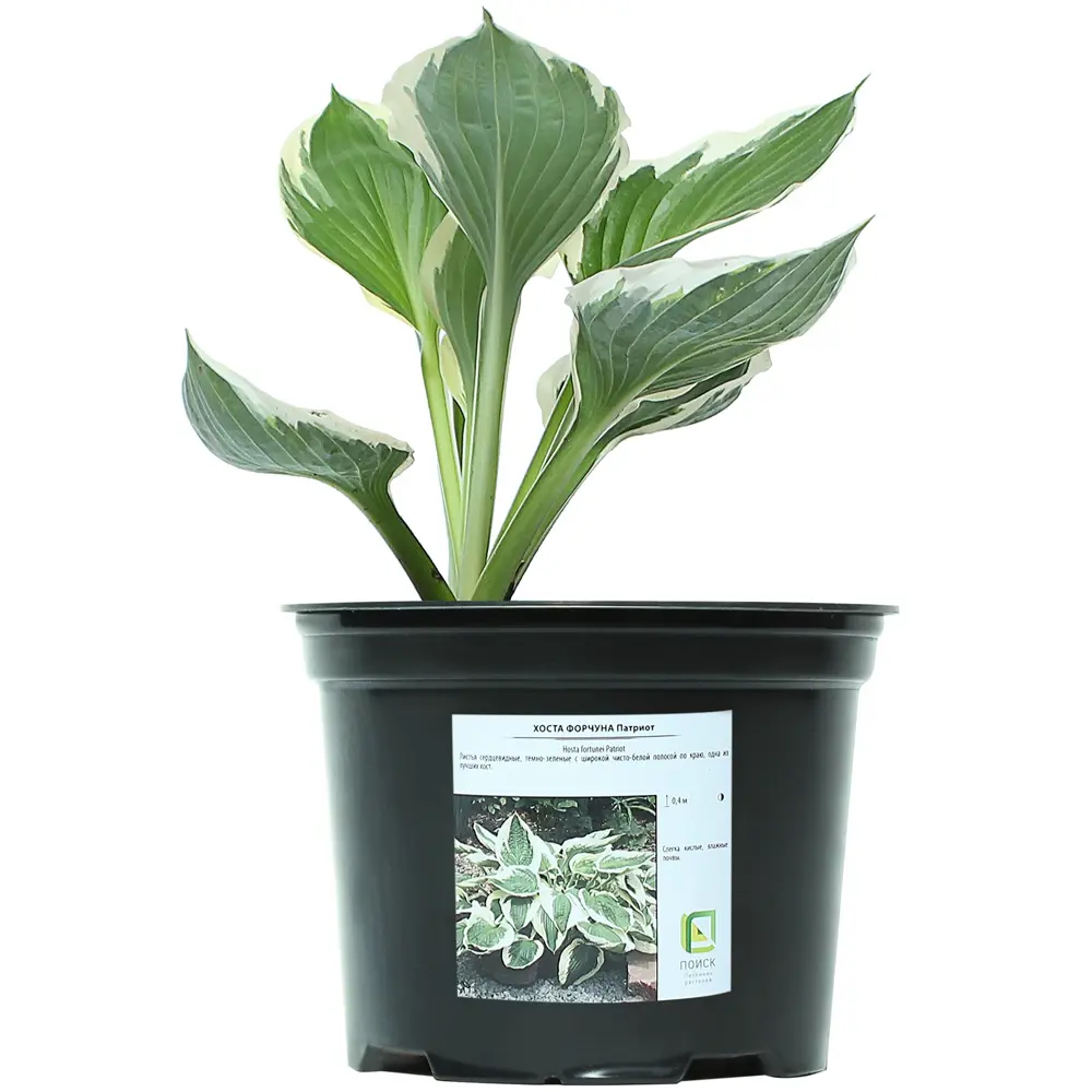 Хоста Форчуна «Патриот» от Santreyd - изысканный акцент для тенистого сада 81968611 STLM-0952751 - Вид №3