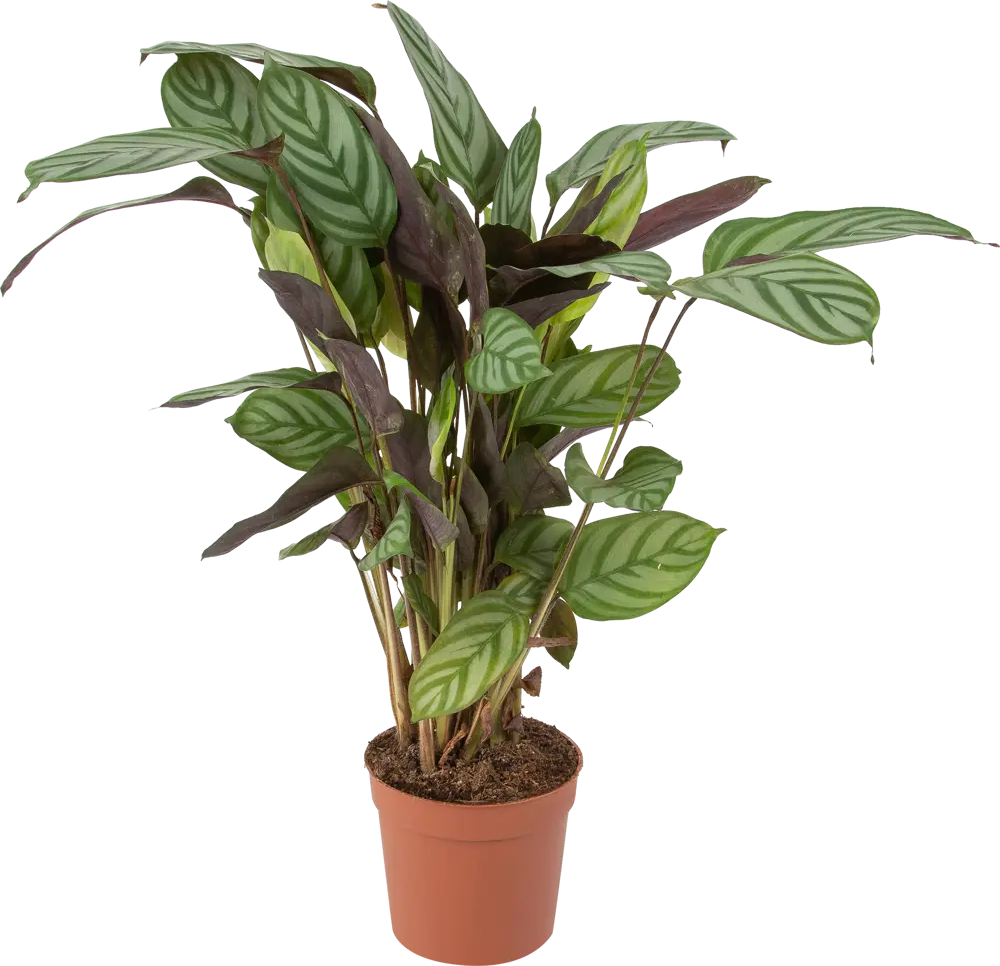 Ктенанта Бурле маркси от Santreyd — изящное комнатное растение с декоративными листьями 85062749