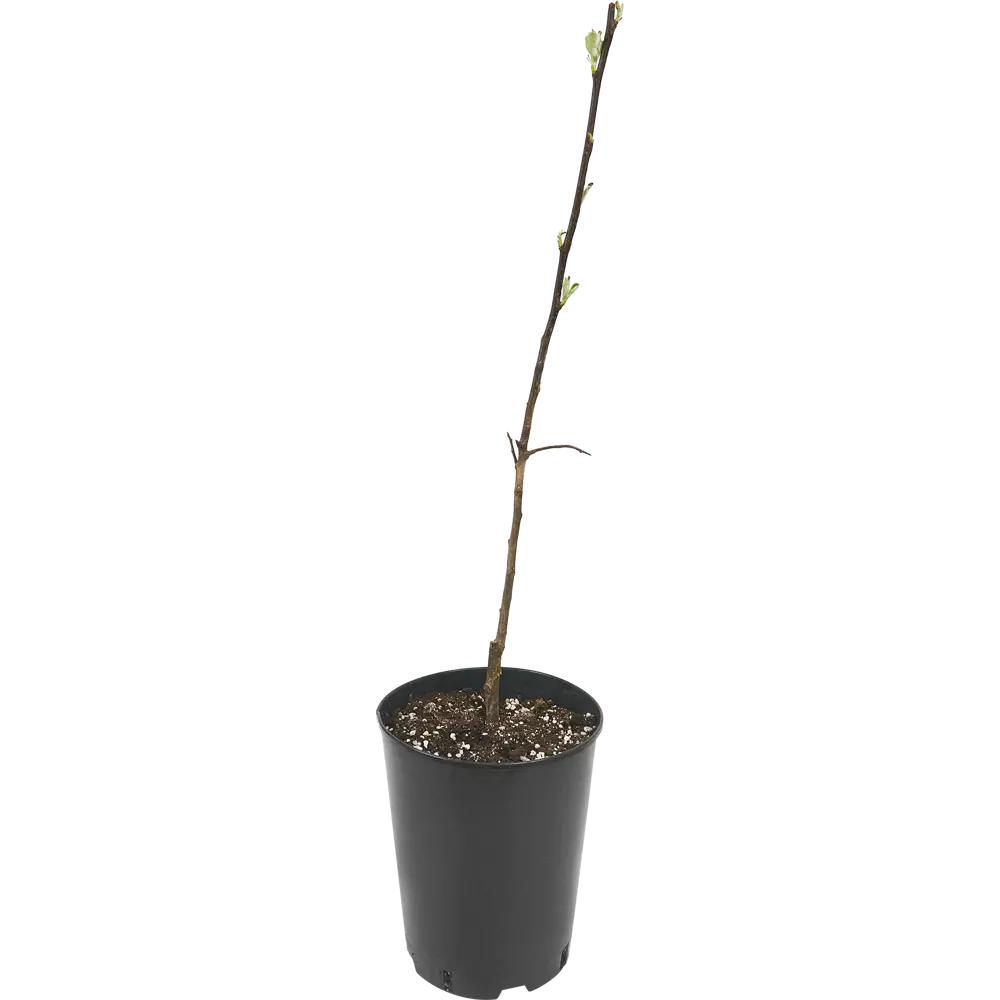 Яблоня Антоновка ø22 h80 см 84834900 STLM-2103767 PLANTMARKET  - Вид №2