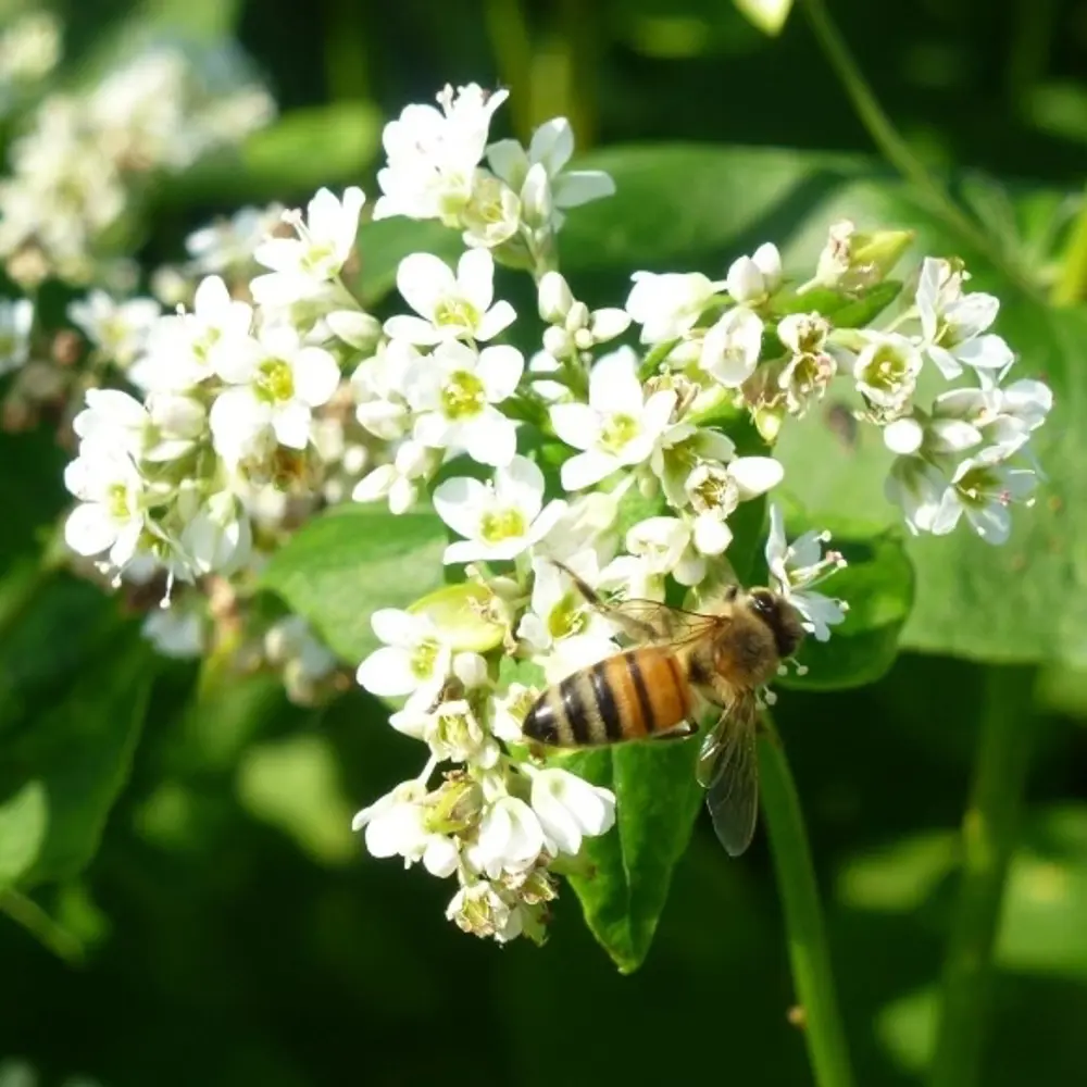 Santreyd Гречиха сидерат для восстановления почвы 0.5 кг 82820845 STLM-0036519 - Вид №2