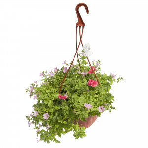 12710149 Рассада «Петуния Биг Тайм ампельная», 25x21 см