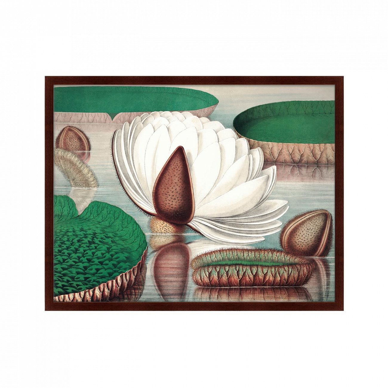 Картина в раме 78,5х100 см Opening of a gigantic water lily, 1870г. КАРТИНЫ В КВАРТИРУ  264210 Зеленый;коричневый;разноцветный  - Вид №1