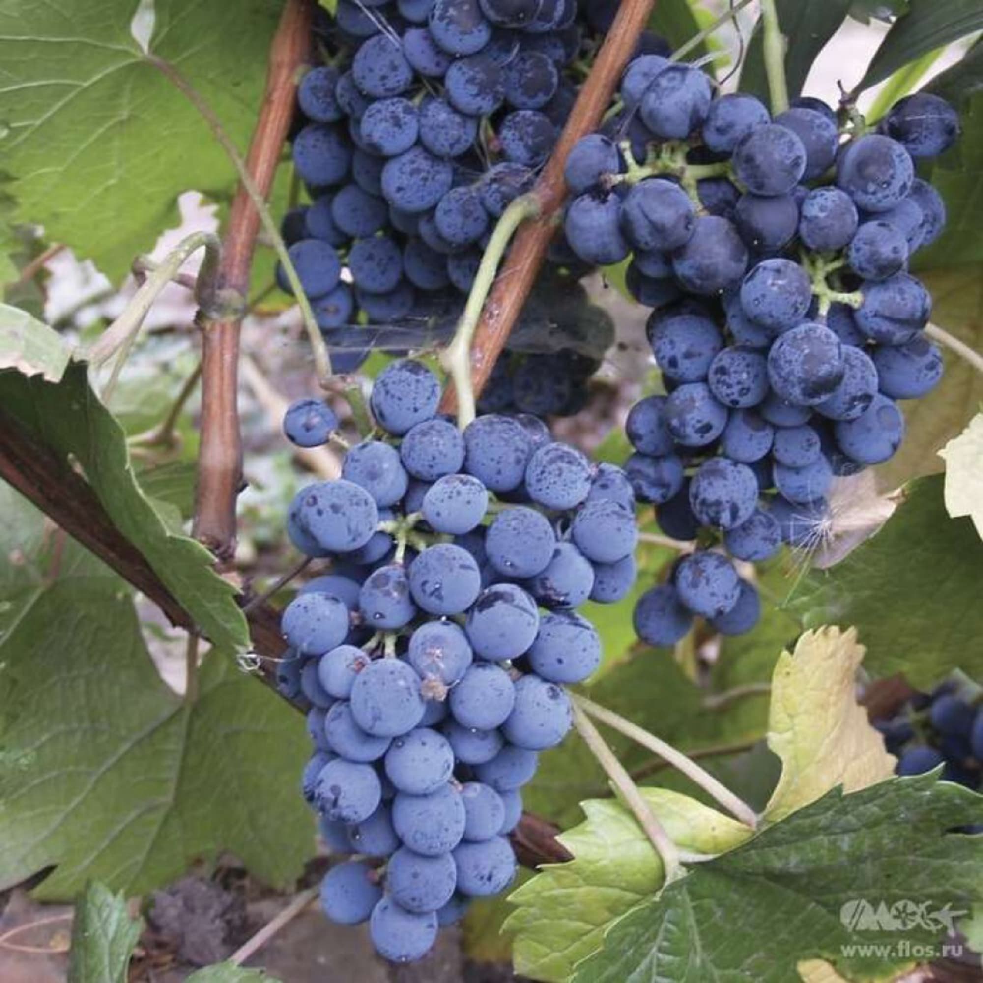 82596931 Виноград плодовый «Денисовский» C2 высота 50 см Santreyd  - Вид №2