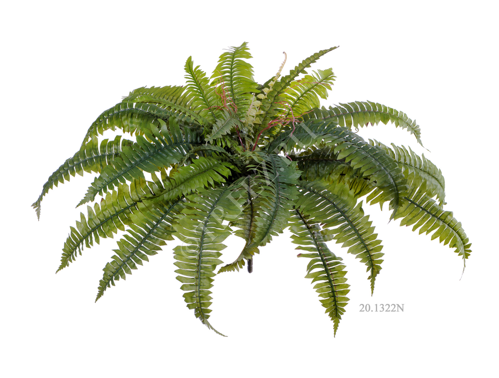 20.1321N Папоротник Бостон Цветочная коллекция  - Вид №3