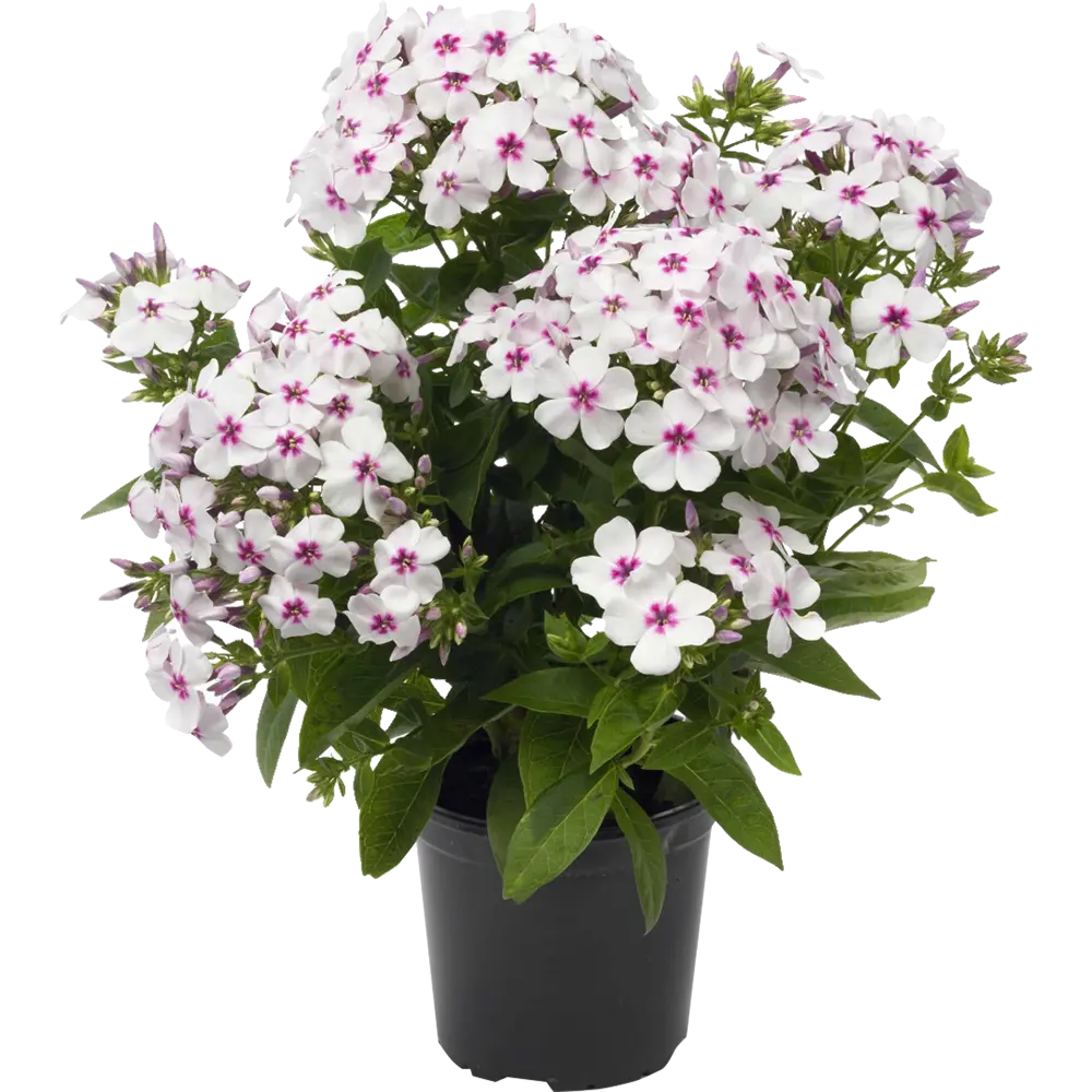 Флокс метельчатый (С2) 16572679 STLM-2083504 Santreyd 