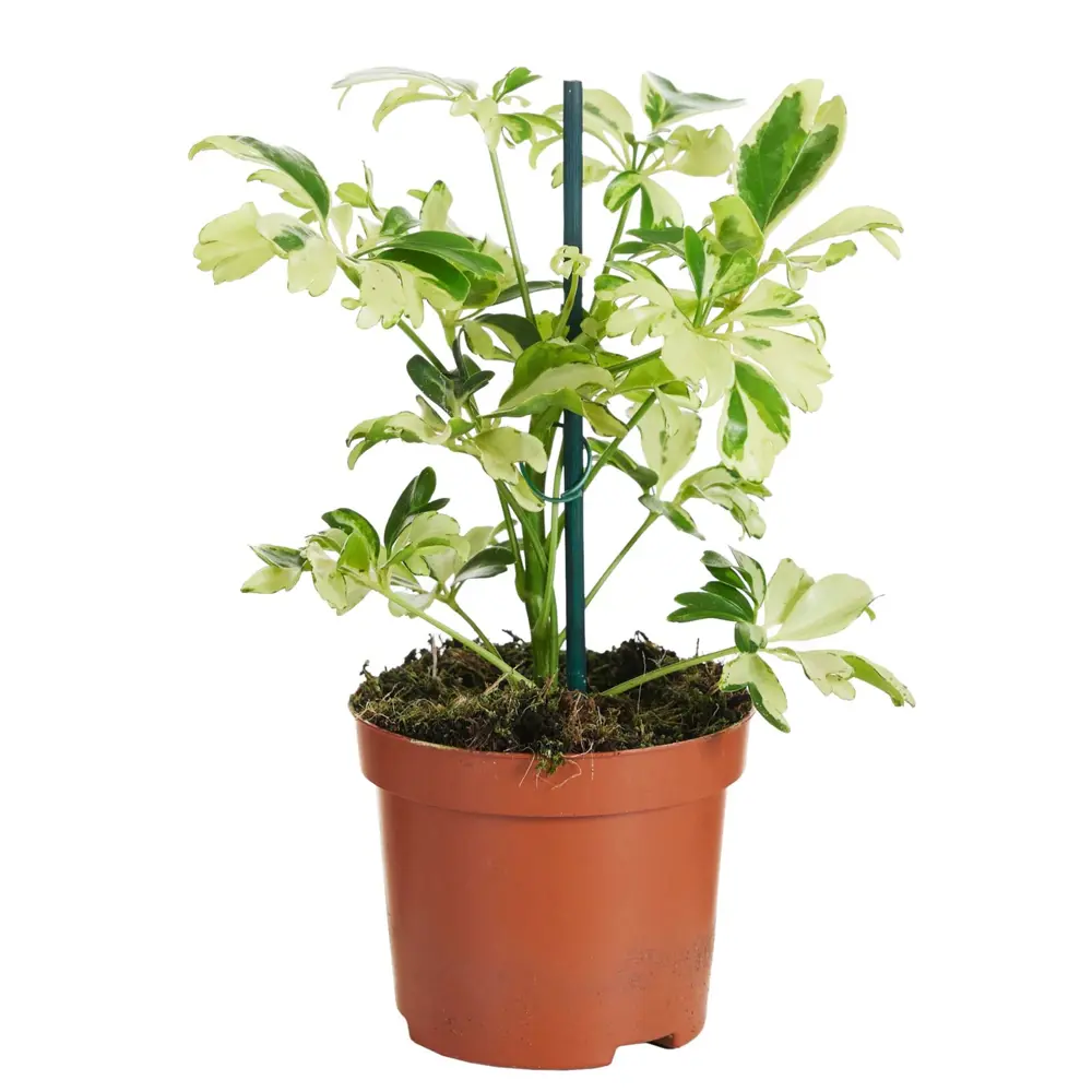 Шеффлера Джанни Santreyd - комнатное растение для озеленения интерьера 89400435 STLM-1422850