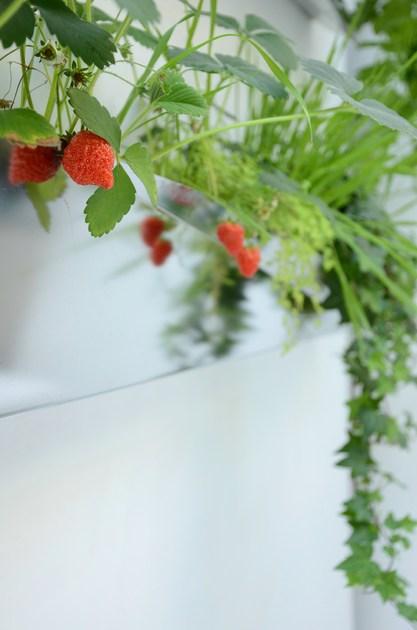 Compagnie Ваза из нержавеющей стали Mobilier cultivé sun-id-1358331 - Вид №6