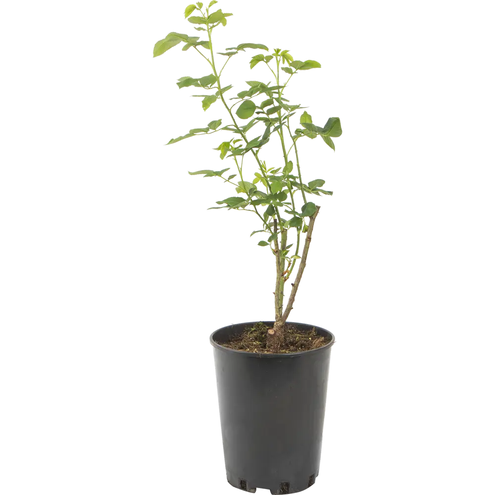 Роза парковая «Фальстаф» 19x55 см 82625100 STLM-2102750 PLANTMARKET 