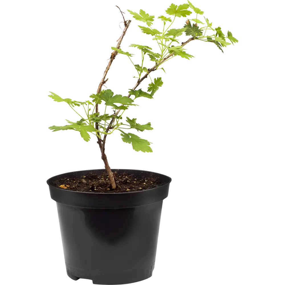 Крыжовник «Зелёный дождь» С3-С4 81969351 STLM-2091372 PLANTMARKET 