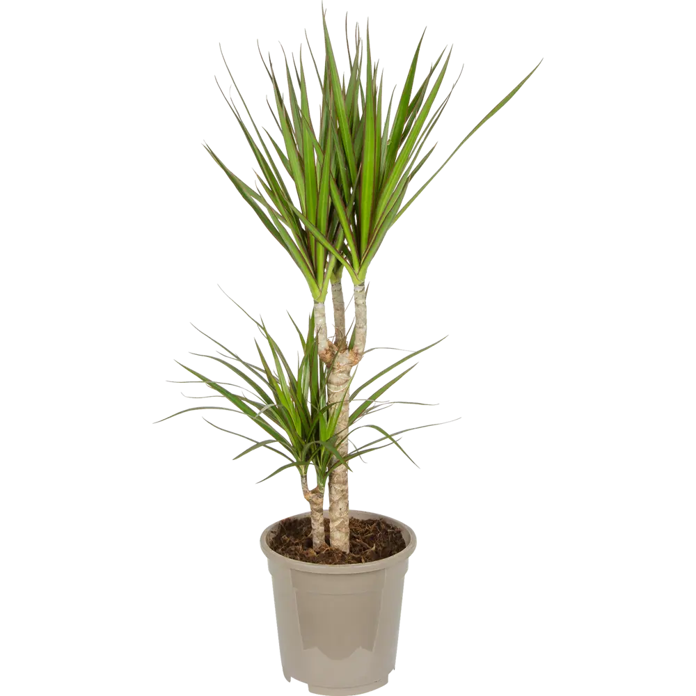 Драцена Маргината Мажента от Santreyd — природный очиститель воздуха 82383108 STLM-0962195