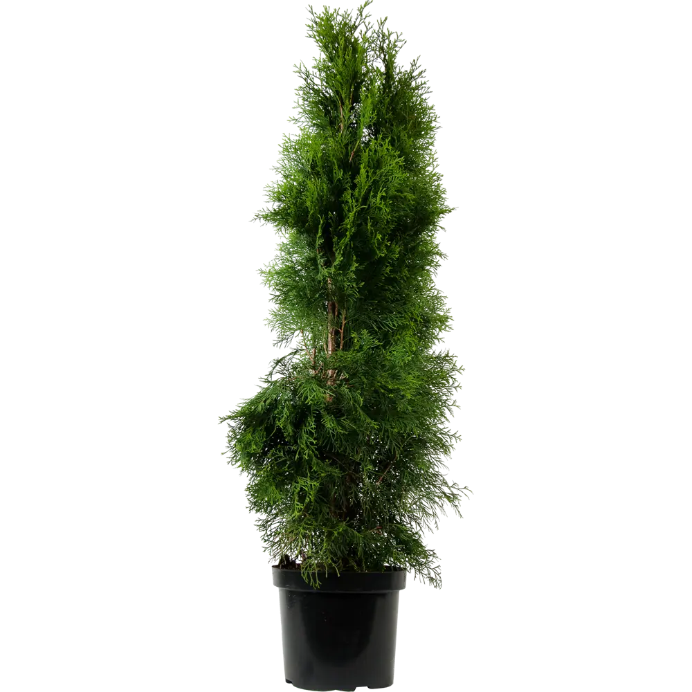 Туя западная «Смарагд» C7.5 120-140 см 82174071 STLM-2137744 PLANTMARKET  - Вид №1