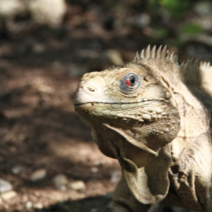 1330/CX38 Картина 0995 Adriani e Rossi