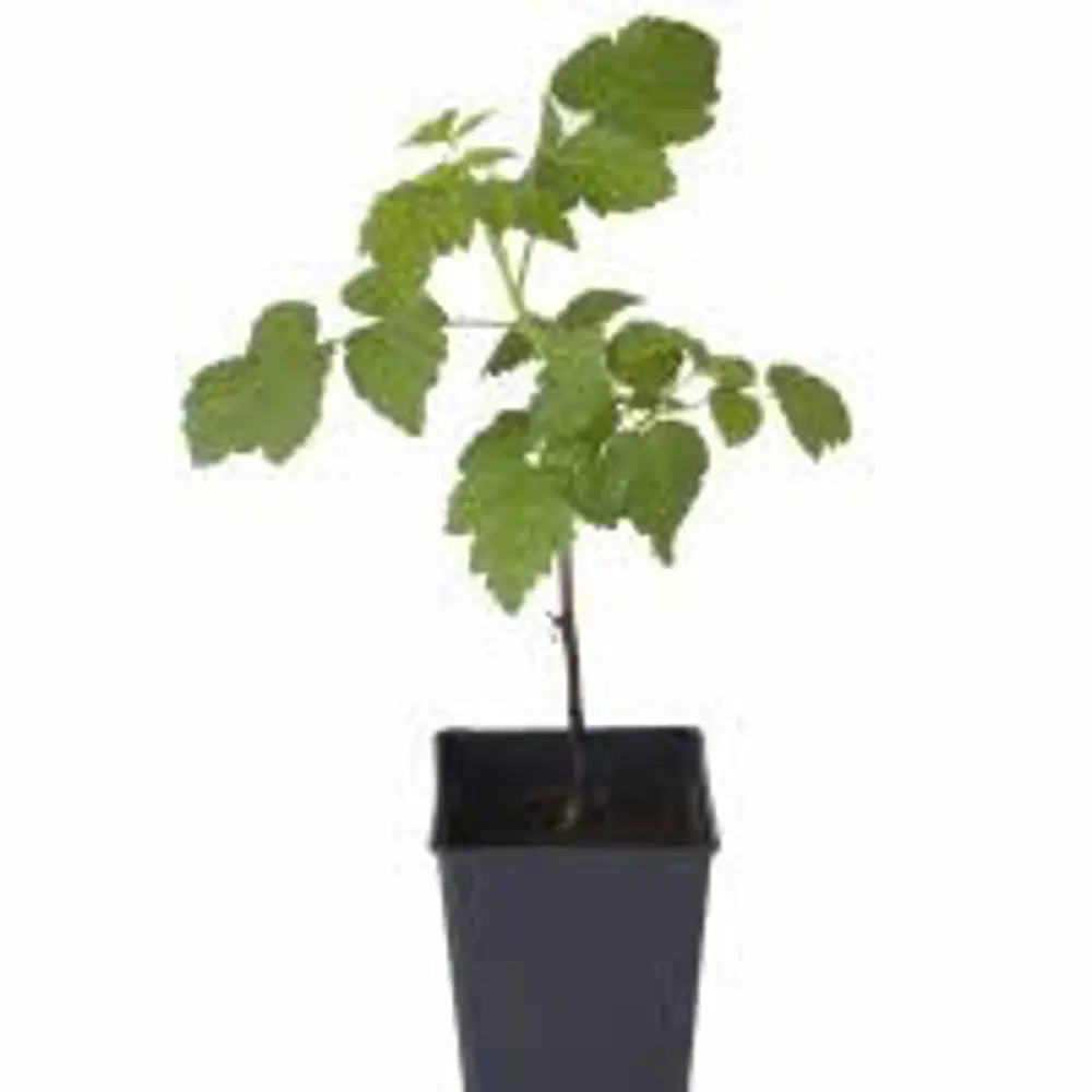 Малина ремонтантная Мапема пакет 89465394 STLM-2199519 PLANTMARKET  - Вид №1
