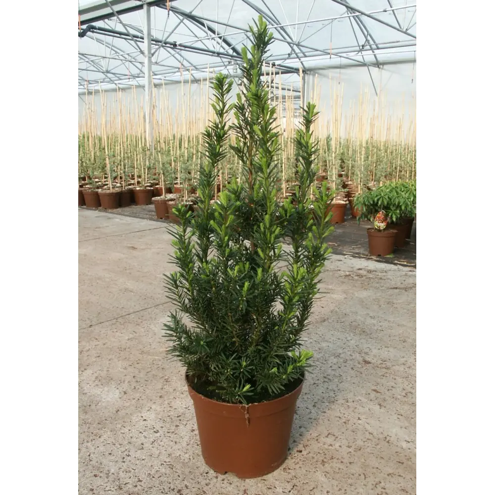 Тис средний «Хилли» 19x40 см 82601680 STLM-2190904 Santreyd 