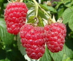 84659534 Малина Красная гвардия ø15 h45 см STLM-0053407 PLANTMARKET