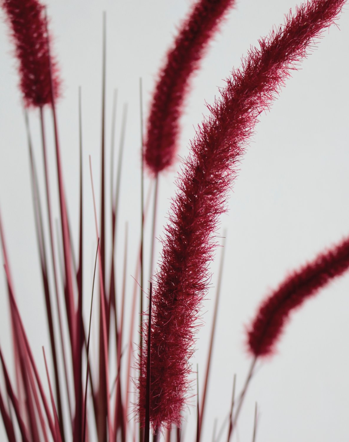 4868 498 a3 Искусственный пучок травы 'Chinese fountain grass' в горшке, 90 см, бордово-зеленый H-andreas  - Вид №6