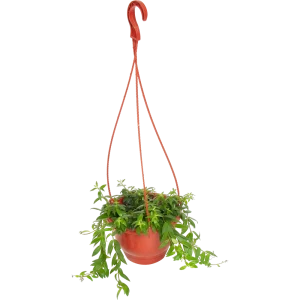 Santreyd Колумнея - ампельное растение с огненными цветами в кашпо 16 см 82649975