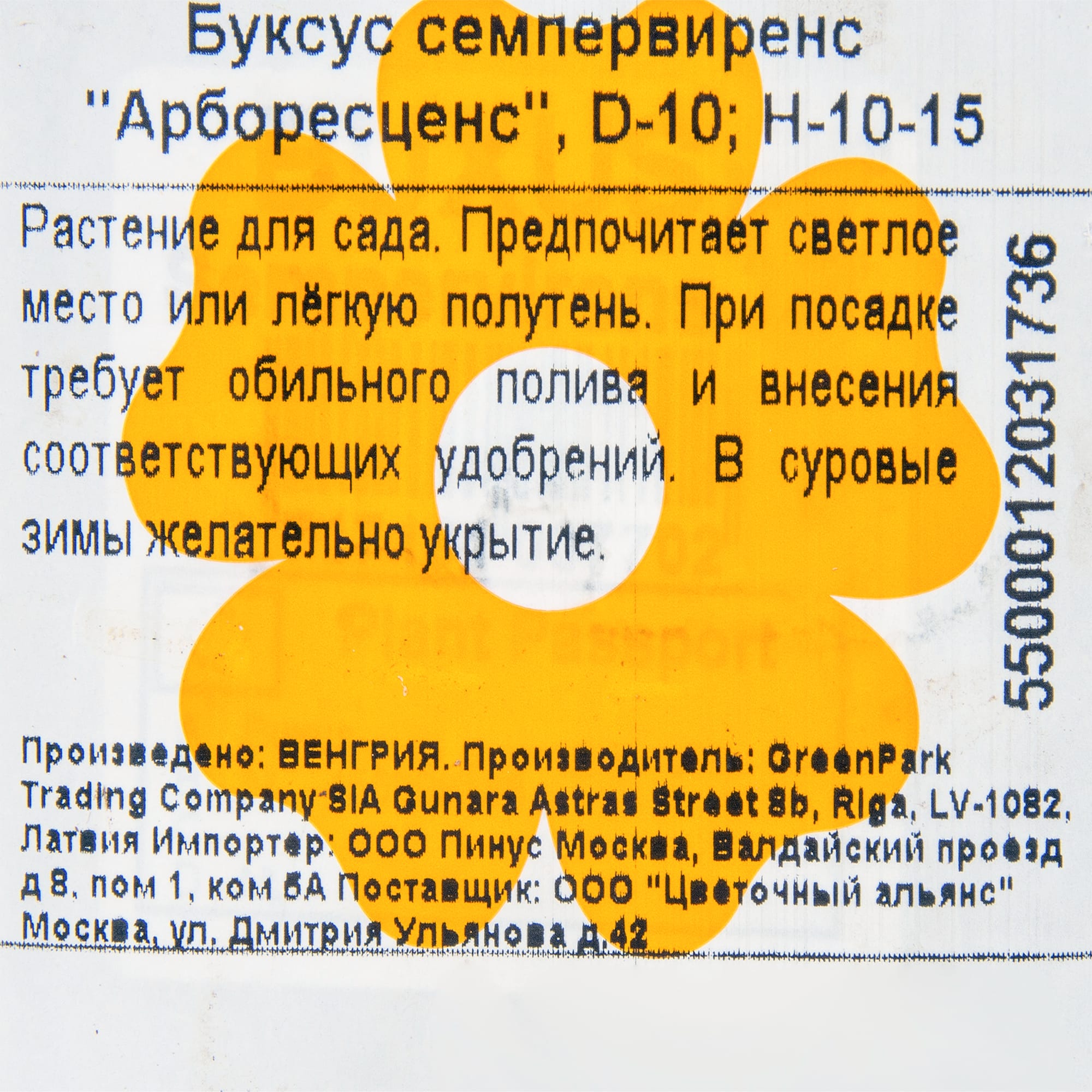 18381471 Буксус «Арборесценс», 10х10-15 см Santreyd  - Вид №1