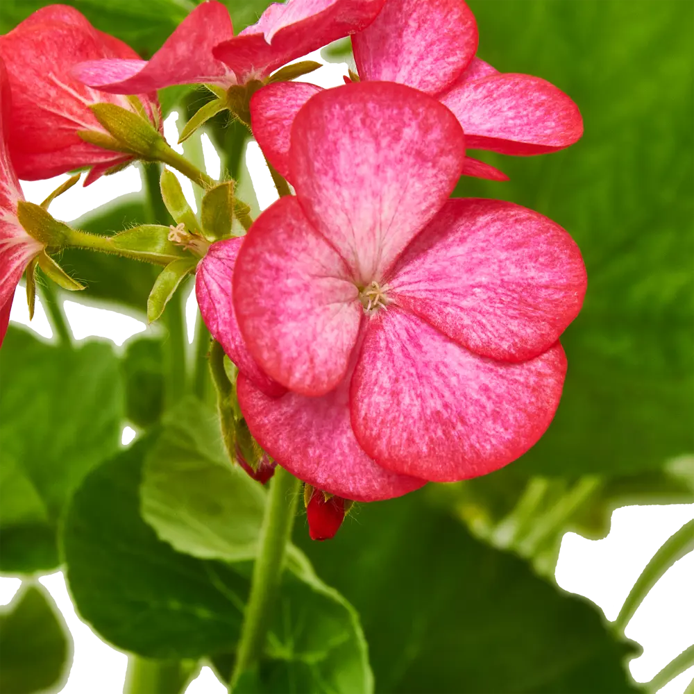 Santreyd: Пеларгония зональная в кассете для сада и интерьера 82678337 STLM-0033881 - Вид №2