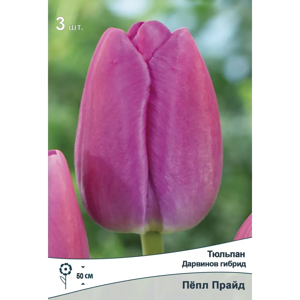 Тюльпан Пепл Прайд ПОИСК - лилово-пурпурный дарвинов гибрид 89381356 STLM-1572744