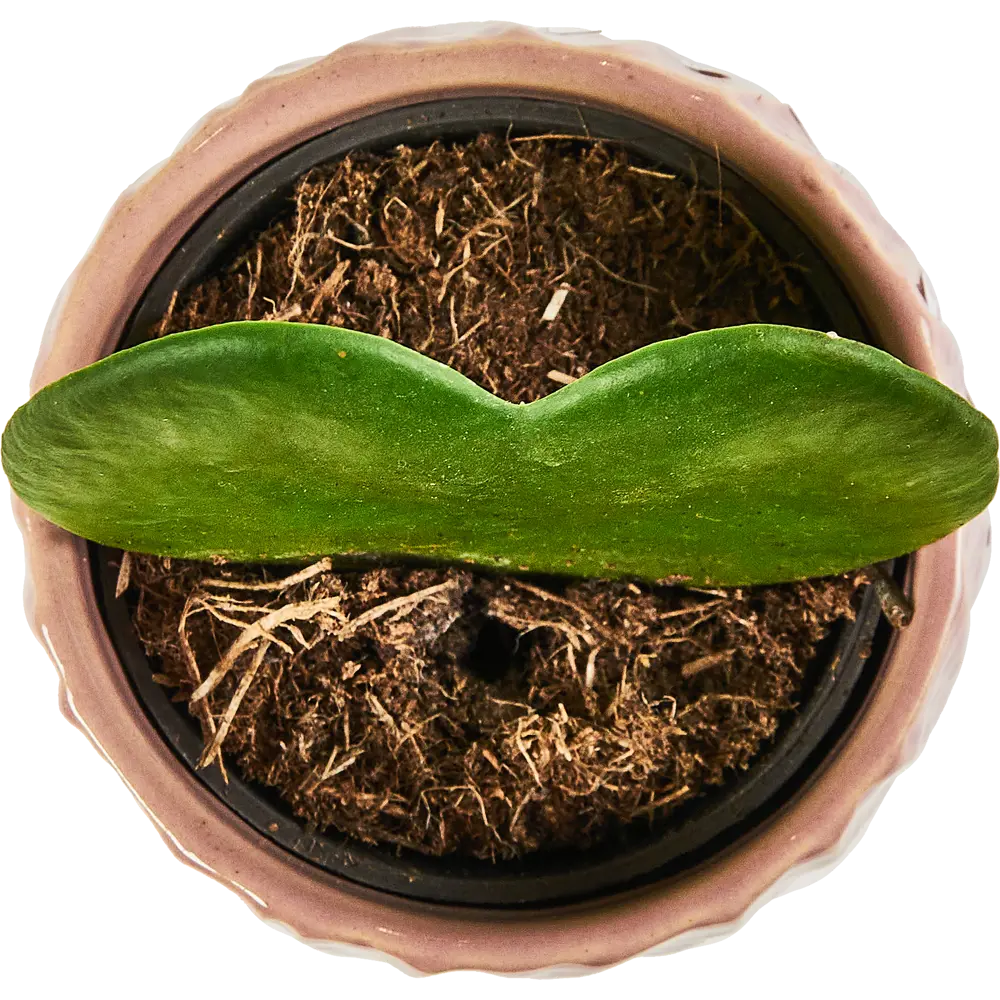 Santreyd Хойя Керри — живое сердце в вашем интерьере 89354349 STLM-0952610 - Вид №2