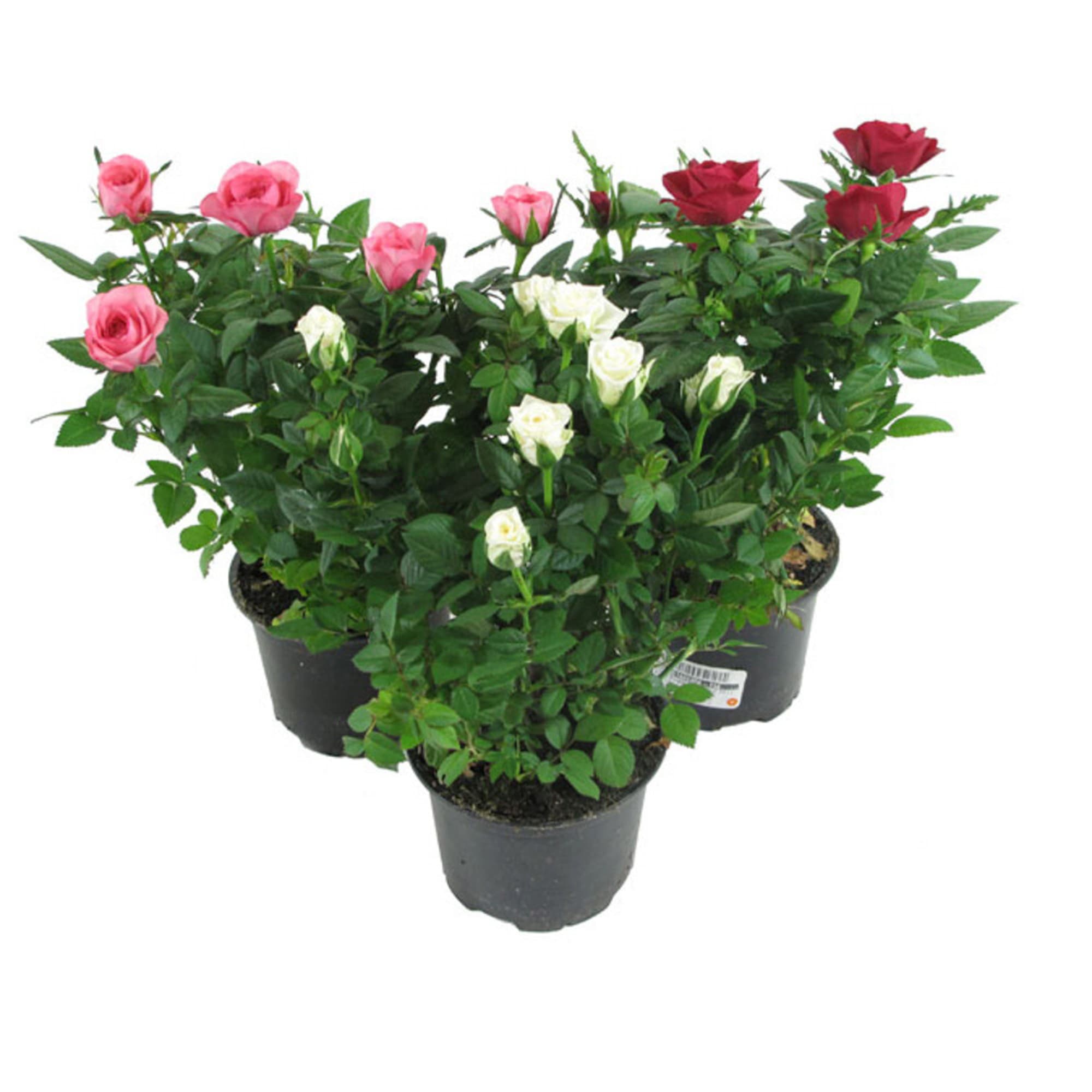 82548520 Роза Стар Розес 10.5х25-28 см Santreyd  - Вид №4