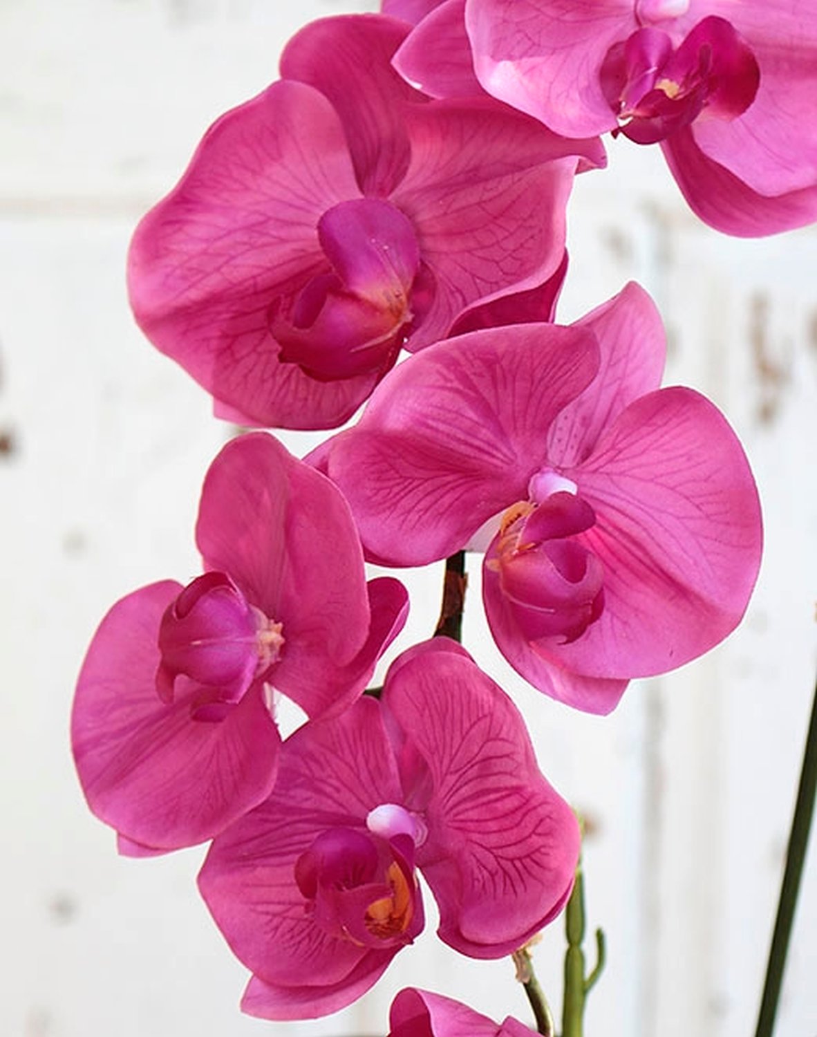 2526 420 a2 Искусственная орхидея Phalaenopsis, 73 см, real touch, вишня H-andreas  - Вид №1