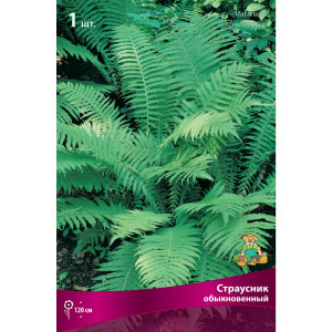 Страусник обыкновенный Бордо луковица I