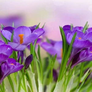 WP02591 Фотообои Verol Фотообои decoline 1х1 м