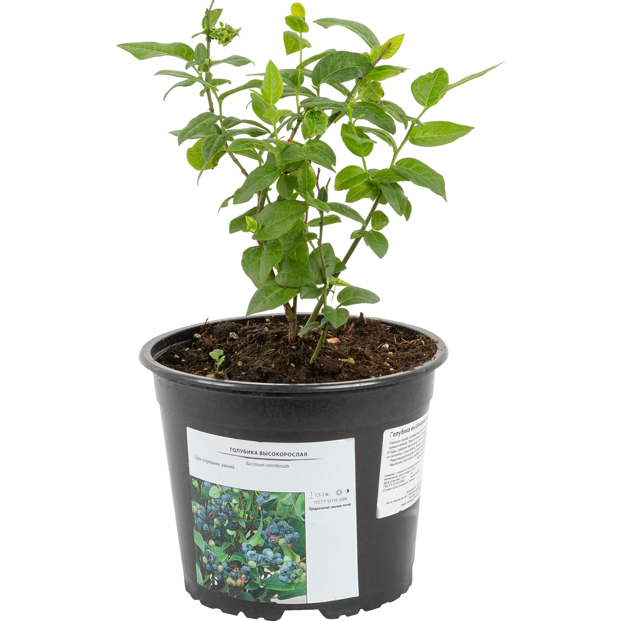 82585404 Голубика высокорослая «Эрлиблю» 17x30 см Santreyd 