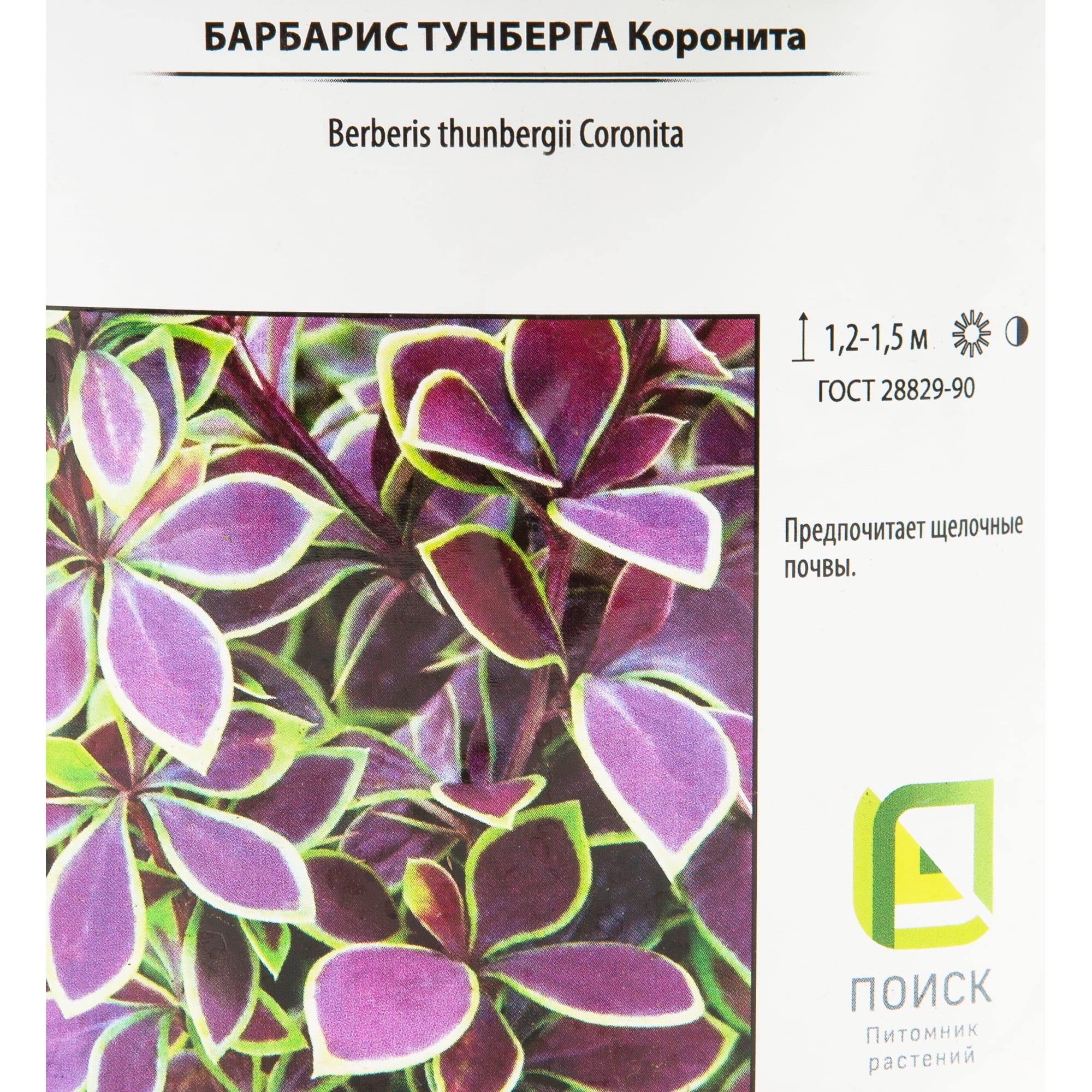 82585360 Барбарис Тунберга «Коронита» 17x20 см Santreyd  - Вид №1