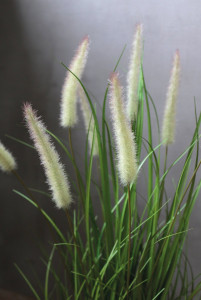 4870 883 a3 Искусственный пучок травы 'Chinese fountain grass', в горшке, 76 см, зеленый H-andreas