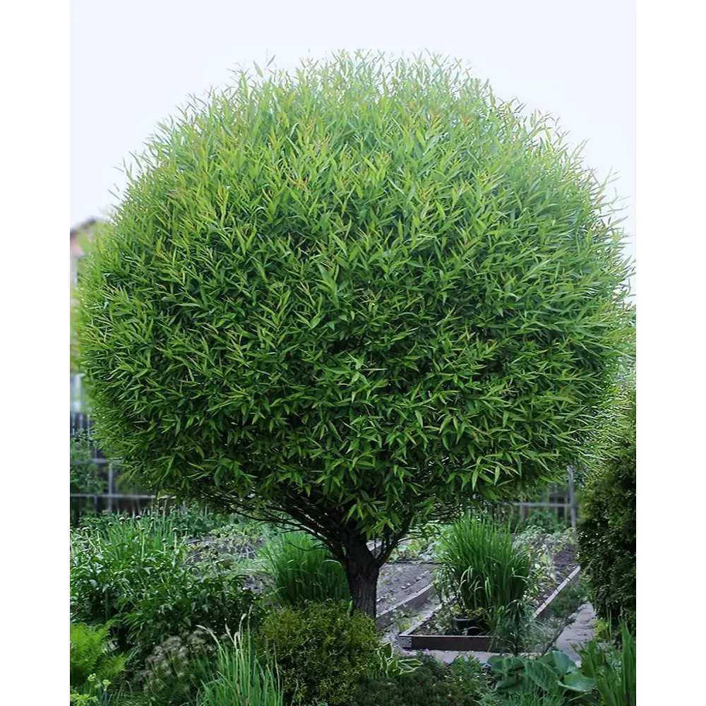 Ива ломкая шаровидная ø19 h40 см 89465419 STLM-2004476 PLANTMARKET 
