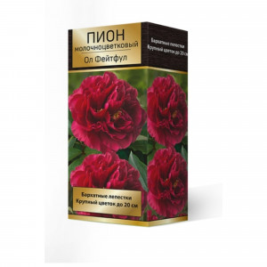 83600271 Пион травянистый Ол Фейтфул луковица 2-3