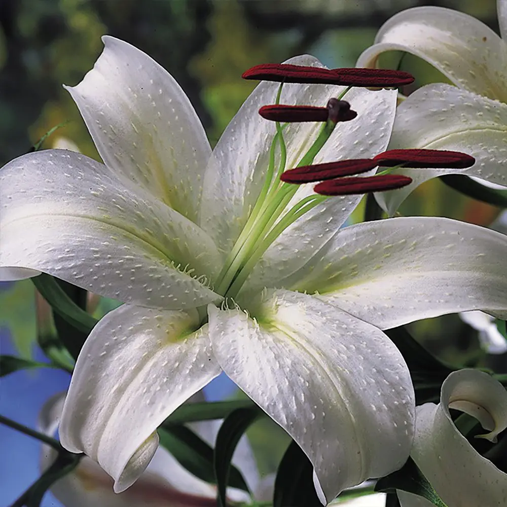 Лилия «Cassa Blanca», 14х16 см 13063975 STLM-2007363 GEOLIA 