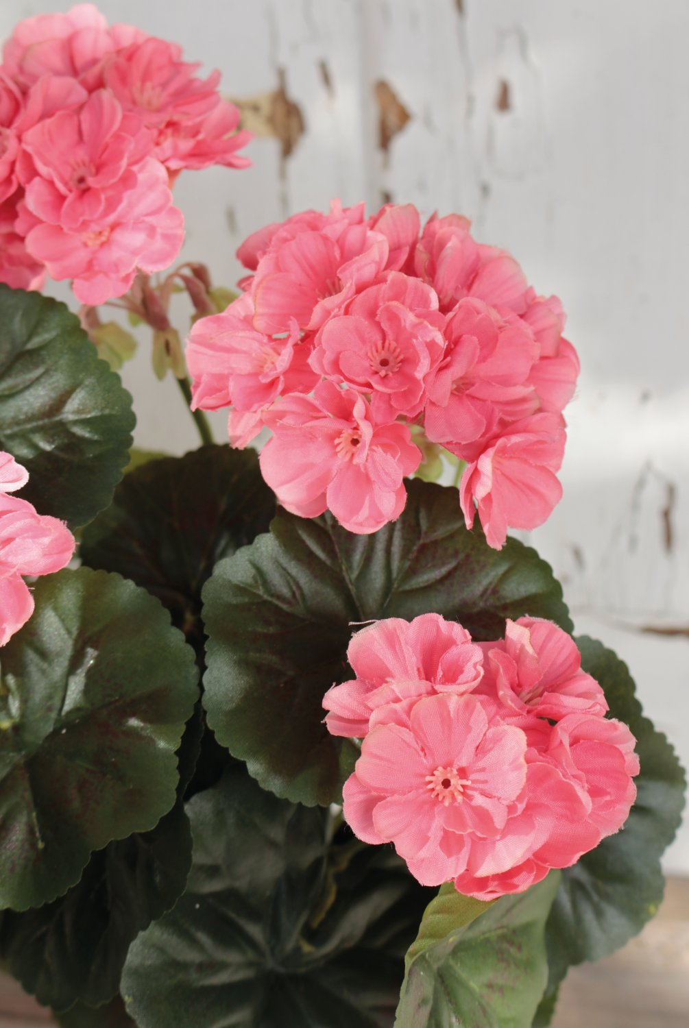 9716 553 a3 Герань шелковая, горшечная, 33 см, абрикос H-andreas  - Вид №4